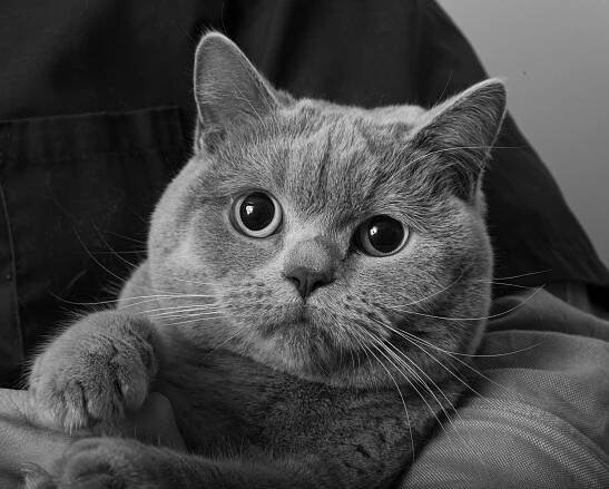 Cat Photography | Simon Kane Photography | Stunning Images To Last A Lifetime