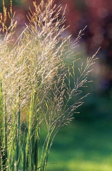switchgrass detail with wispy seedheads