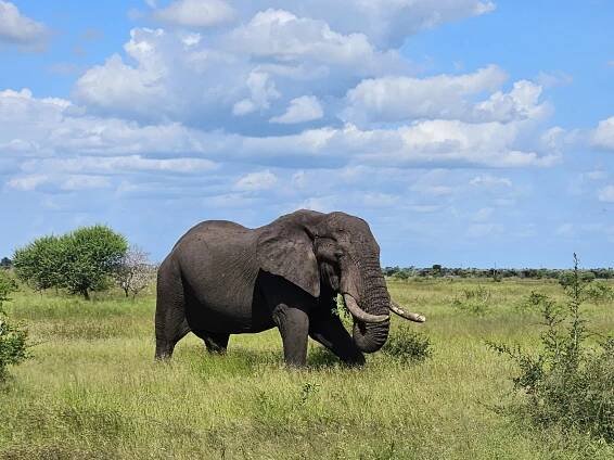 Kruger Park Safari – Durban Safaris