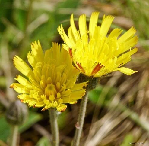 Jestřábník chlupáček (Pilosella officinarum)