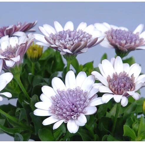 OBI Kapská kopretina různé cca 15-20 cm průměr cca 10,5 cm Osteospermum