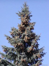 Smrk pichlavý - Picea pungens