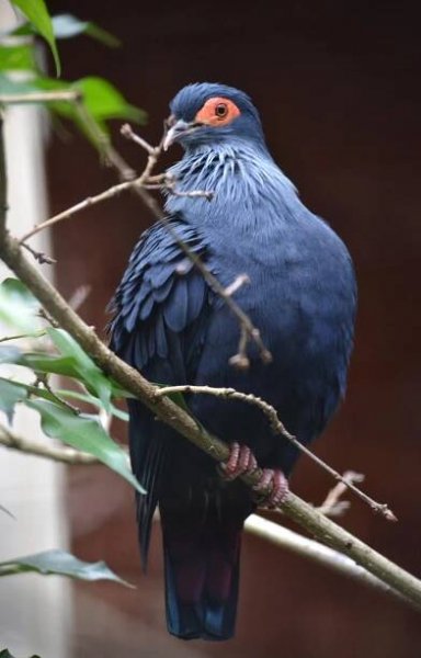 Alectroenas madagascariensis - holub červenoocasý