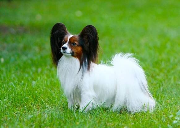 Papillon