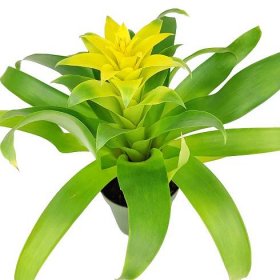 Guzmania hybrid Yellow, Flowering Houseplants, Indoor Houseplant, Colorful Flowering Houseplants, Pet-Friendly Houseplants