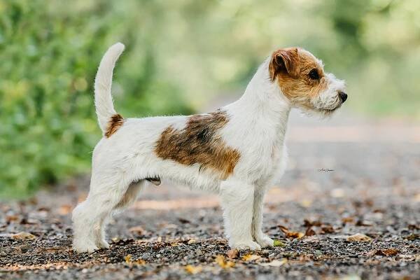 Majestic is Born of Kiskovski - Shah-Azim Jack Russell teriér