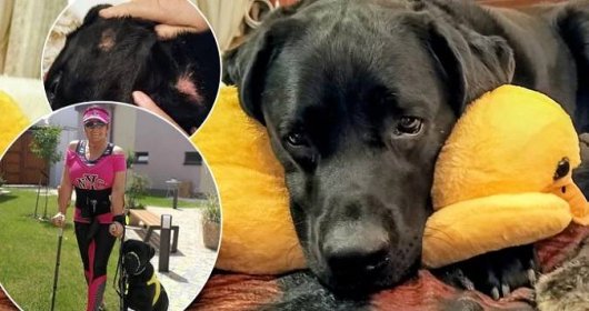 Asistenční pes Kulíšek bojuje o život! Nakazilo ho klíště! Nemoc je přenosná na lidi