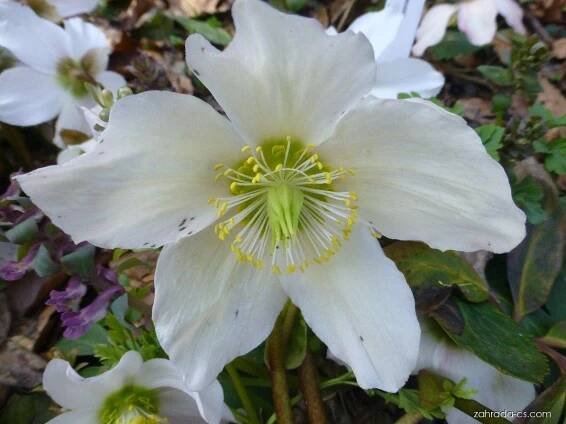 Čemeřice černá Praecox - Helleborus niger