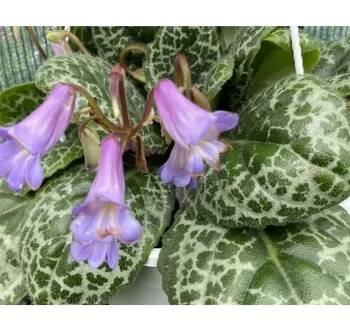Streptocarpus- Pretty Turtle- tořivka , Hezká želva, Varianta 1 ks 027 H