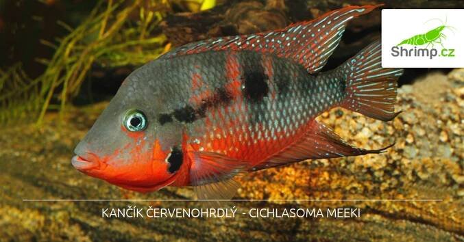 Kančík červenohrdlý - Cichlasoma meeki