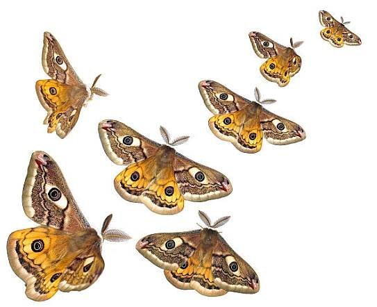 můry (saturnia pavoniella) za letu - silk moth - stock snímky, obrázky a fotky