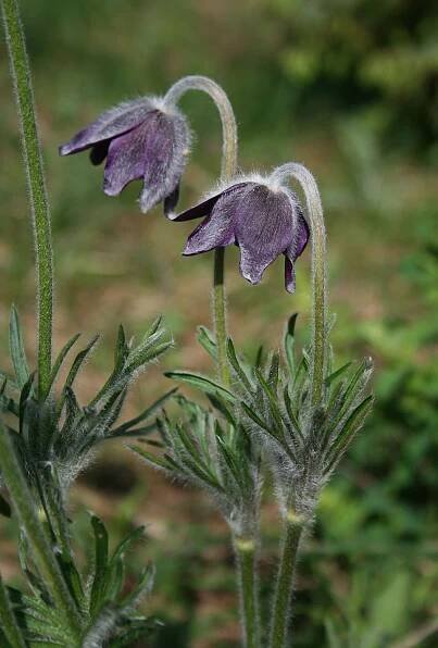Pulsatilla montana – Wikipedie