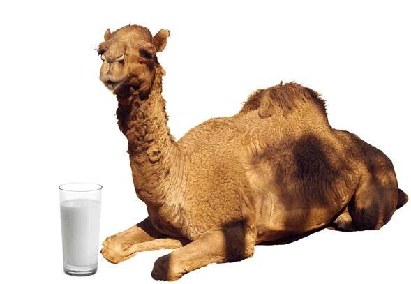 Camel with milk