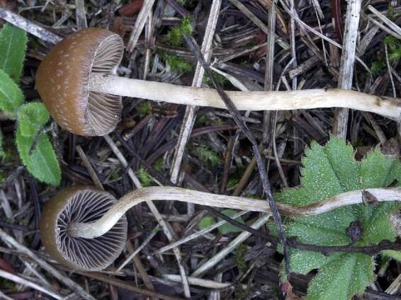 Psilocybe semilanceata