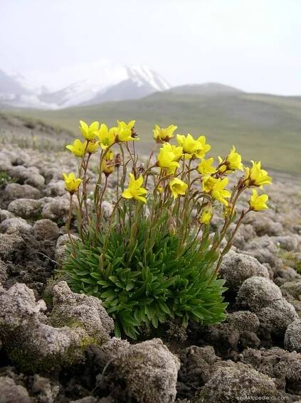 Lomikámen bažinný - Saxifraga hirculus