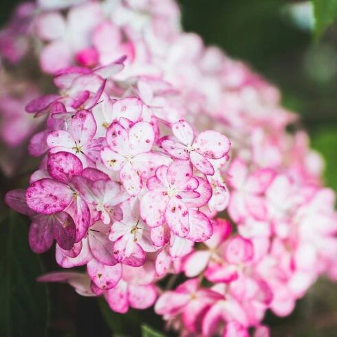 Hortenzie kytice VANILLE FRAISE RENHY Růžová jahodová sazenice P9 Latinský název hydrangea paniculata