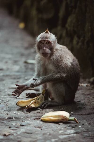 Indonésie část druhá: Ubud | Svatební fotograf - Michal Buchta