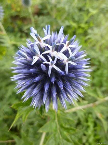 Bělotrn modrý - Echinops ritro, květy, květenství