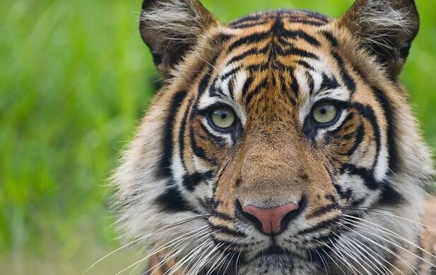Sumatran Tiger in Tambling Wildlife Nature Conservation. © Paul Hilton / Greenpeace