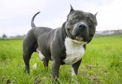 American Bully - Temperament, Types, Best Companion Dog Breeds