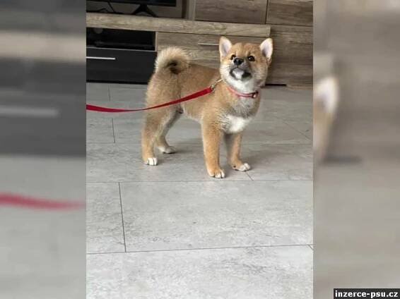 Shiba inu štěňata s PP