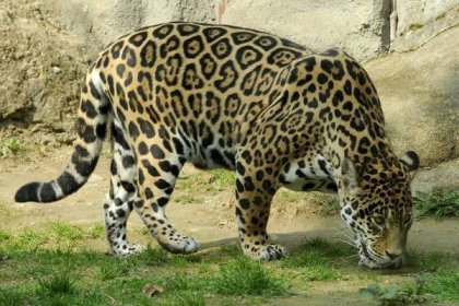 Jaguár americký | Zoo Olomouc - Svatý Kopeček 