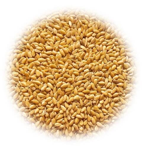 Gold flax (linseed)