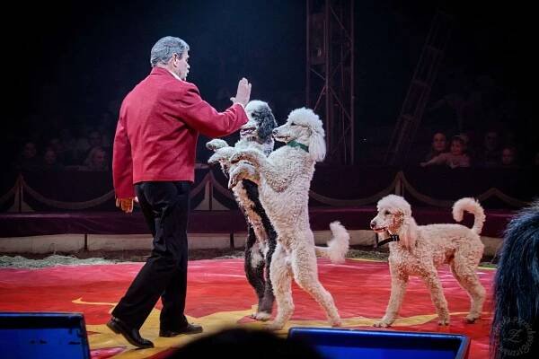 Legendární Cirkus Humberto ukončí letošní turné v Praze-Letňanech - General News