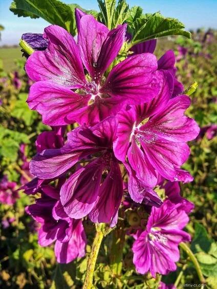Sléz lesní maurský (Malva sylvestris var mauritiana)