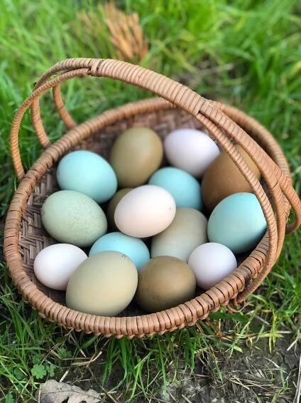 How An Eggshell is Formed Inside Of A Chicken - Alchemist Farm