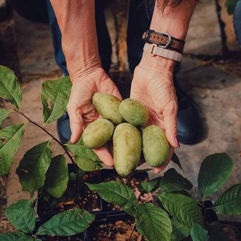 The Promise of Pawpaw