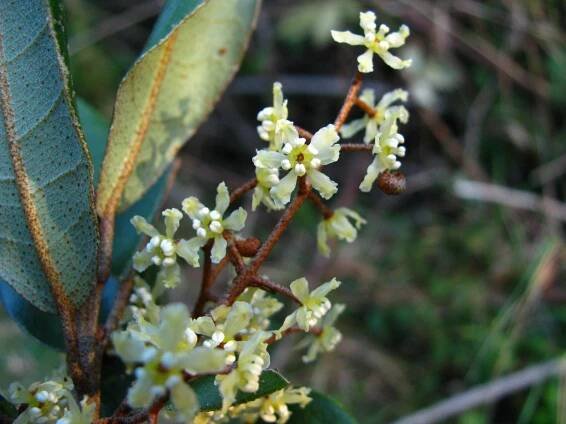 Berberidopsidales