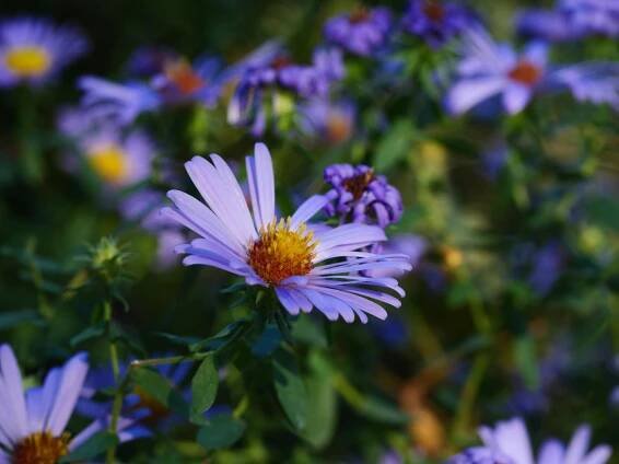 Základová fotografie na téma barevný, botanický, dekorativní, dekorativní květina, detail, detailní, fialová, flóra, fotografování