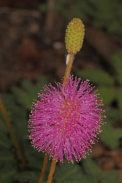 15 Florida Native Groundcovers for Your Landscape - Southern Garden Nursery