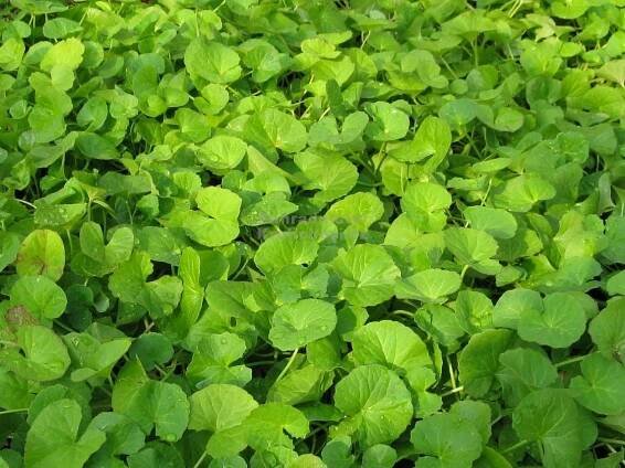 Centella 1