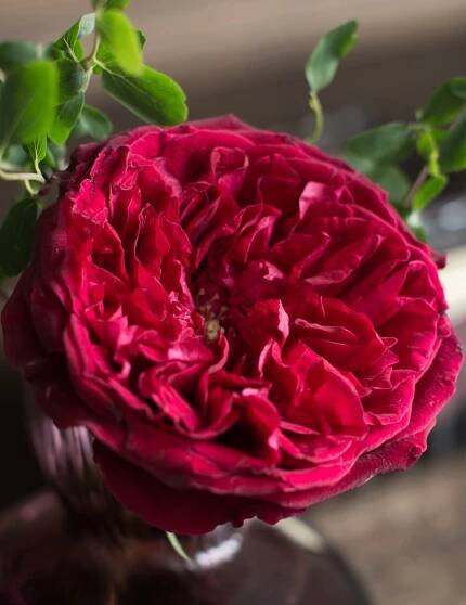Tess - David Austin Wedding and Event Roses