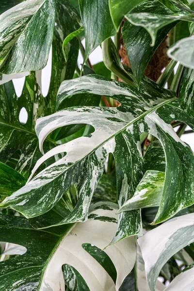 panašovaná monstera, Monstera deliciosa Variegata, skladem | ZAZUMi.cz