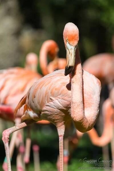 Giuseppe Cammino - July 2017 - Zoo Aquarium - Madrid