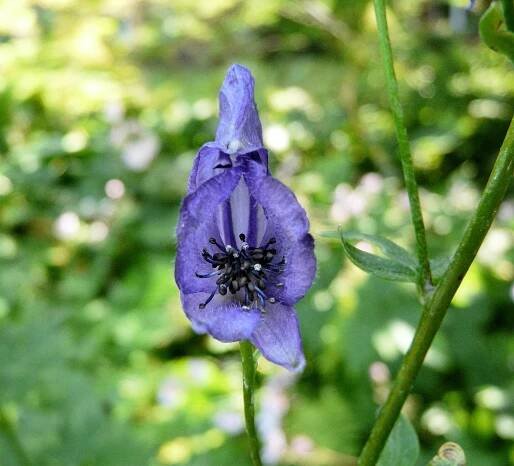 Aconitum napellus L. emend. Skalický - Portale della Flora d'Italia / Portal to the Flora of Italy