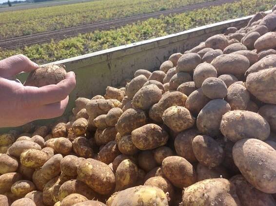Difficult spring for potato growers in Latvia