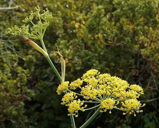Fennel, Sweet