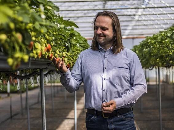 Sklizeň českých jahod začíná o měsíc dřív. Díky technologii a čmelákům