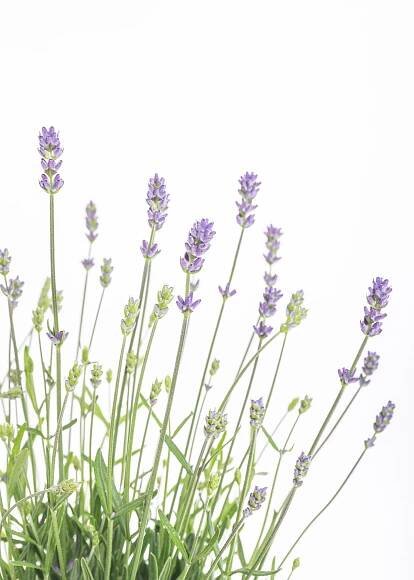 Levandule lekařská, Lavandula Hidcote, modrá, skladem | ZAZUMi.cz
