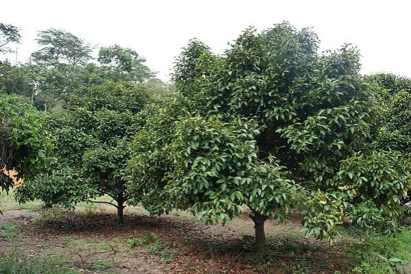Kulatý mangostan skrývá zajímavé účinky na lidský organismus - Biolekar.cz