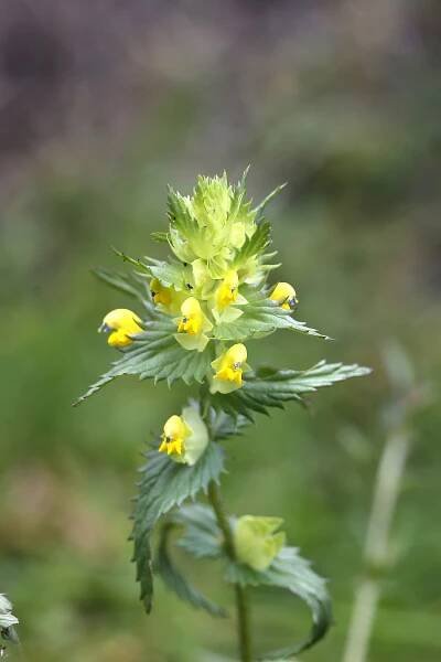 BX3R7660 Yellow Rattle