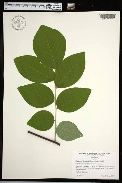 Cladrastis kentukea - Species Page - APA: Alabama Plant Atlas 