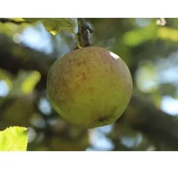 Jabloň 'Kasselská Reneta' Balení: bal/kontejner, Tvar: výška 300-350 cm, OK 30/35
