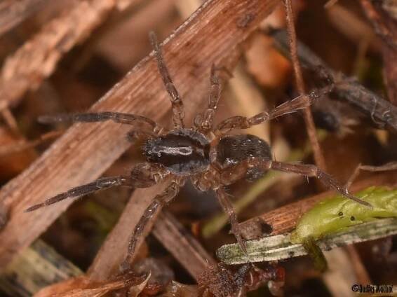 Piratula latitans - slíďák malý | Lycosidae - slíďákovití | Natura Bohemica