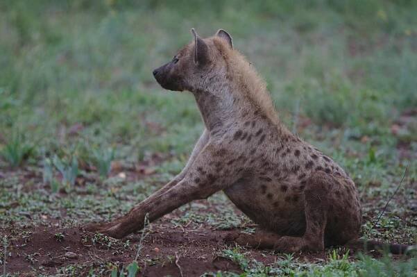 bezplatná Hyena skvrnitá odpočívá na trávě v Krugerově národním parku v Jižní Africe a ukazuje svou divokou krásu. Základová fotografie