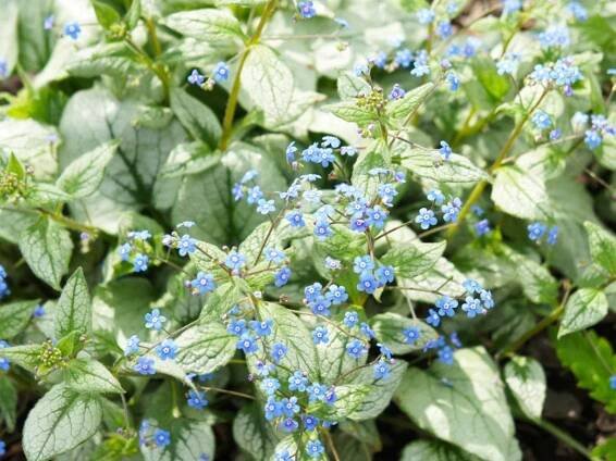 Brunnera Plants: How To Plant Brunnera Siberian Bugloss